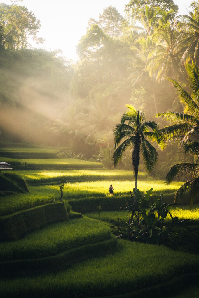 Morning view of Tegallalang Rice fields terraces in Ubud, Bali, Indonesia