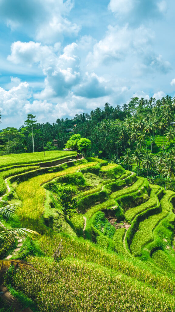 Moving rainy clouds over amazing tegalalang Rice Terrace field with beautiful palm trees growing in